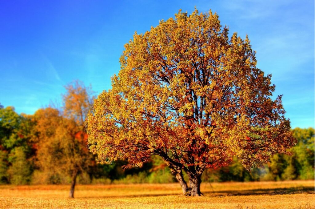 crescere 1