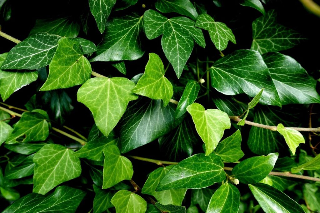 piccolo giardino
