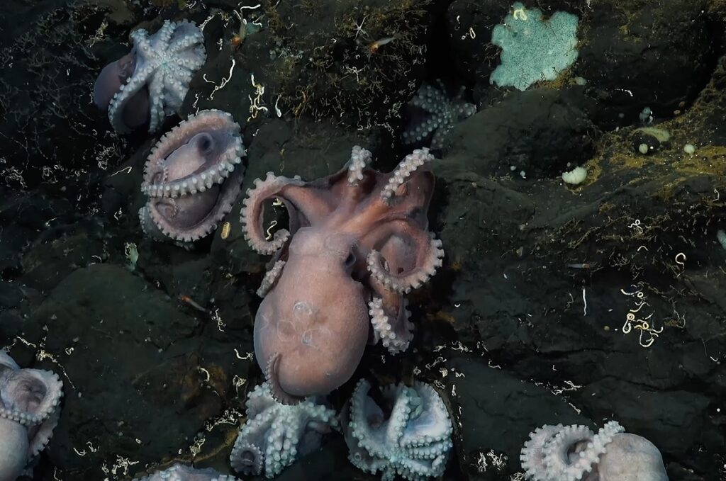 Deep sea mining