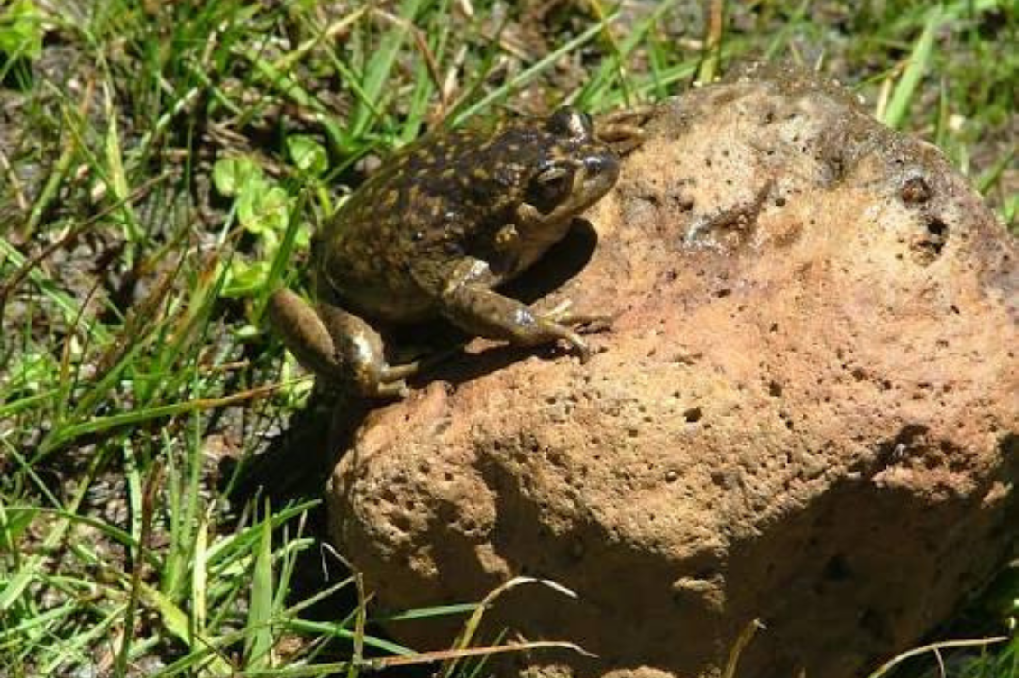 rana dal petto spinoso