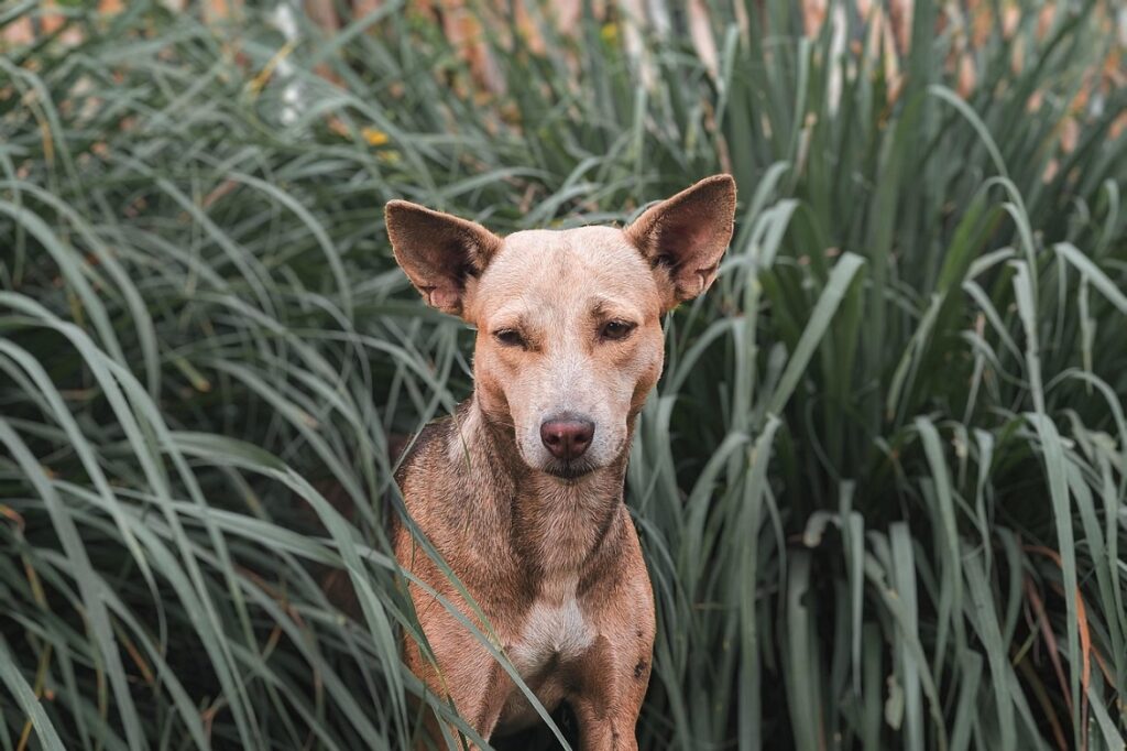 Cane e lupo