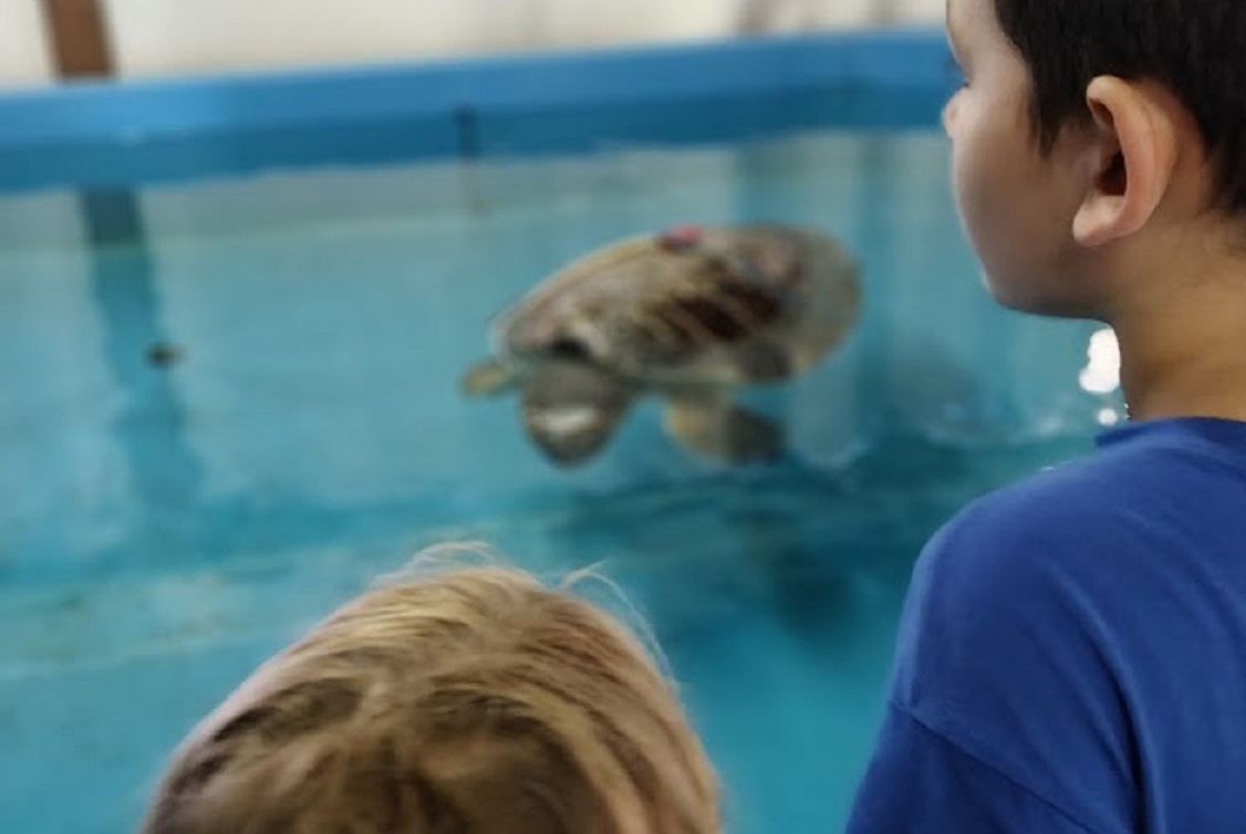 fondazione cetacea5