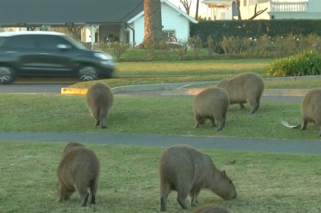 Partito Capibara