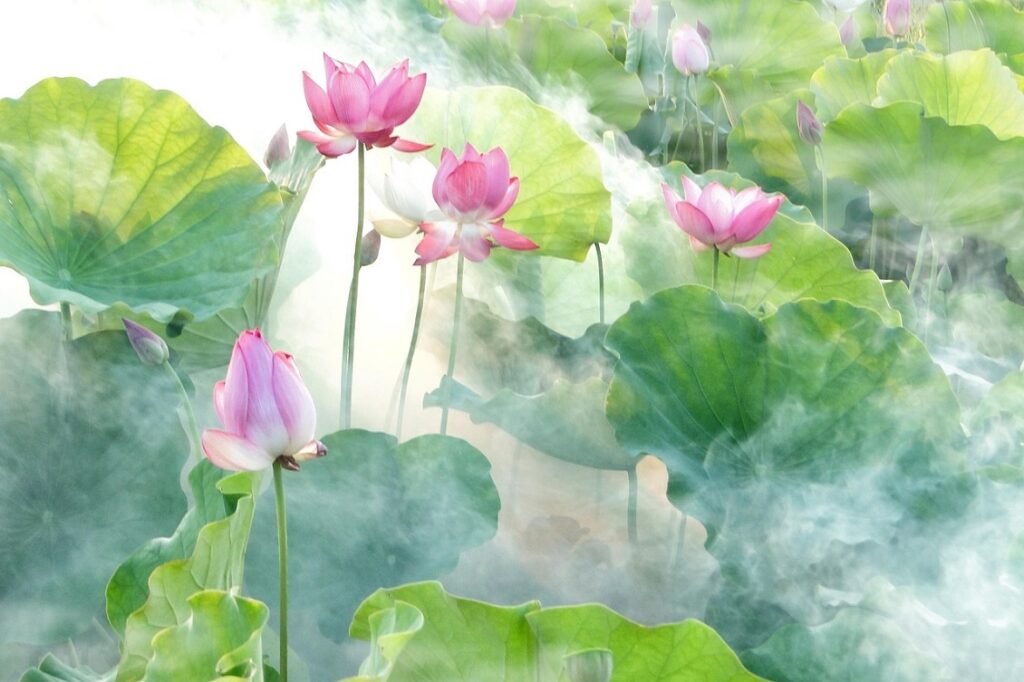 giardino