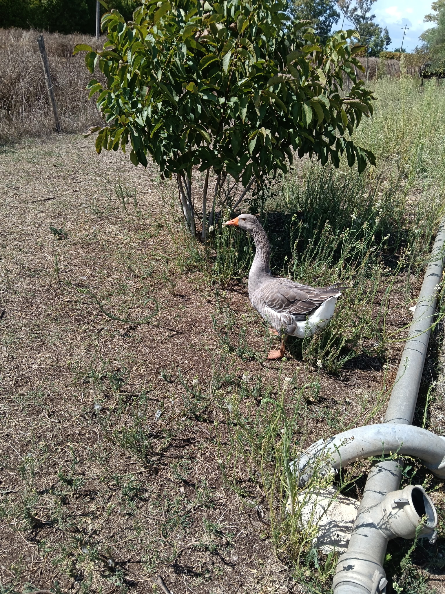 giggi la trottola