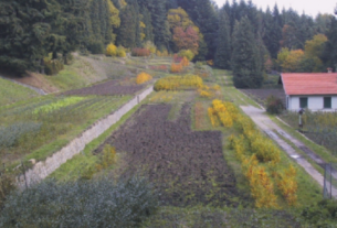 Un bando per diffondere le antiche cultivar