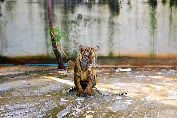 cuneo no sfruttamento animali nel circo 1551778322