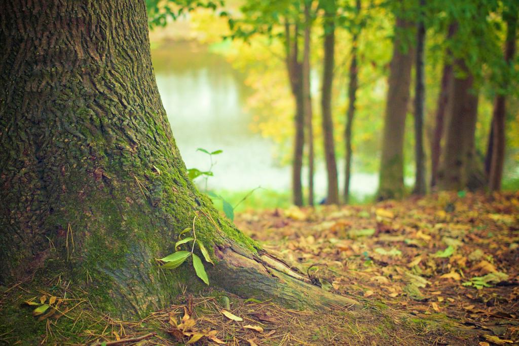 Silvoterapia: quanto conta abbracciare un albero?