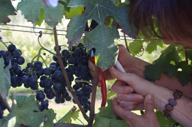 vino del sorriso solidarieta disabilita 1517561321